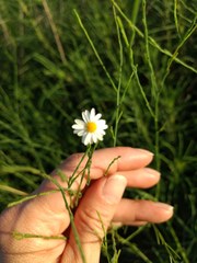 Chloracantha spinosa spinosa