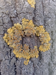 Xanthoria parietina