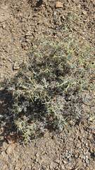 Adesmia spinosissima