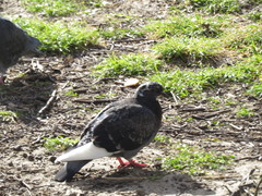 Columba livia domestica