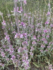 Stachys cretica