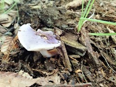 Cortinarius iodeoides