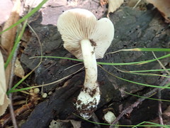 Cortinarius iodeoides