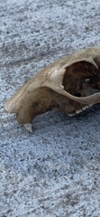 Sciurus carolinensis