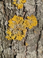Xanthoria parietina