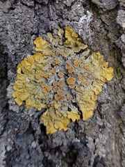 Xanthoria parietina