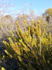 Erica coarctata