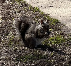 Sciurus carolinensis