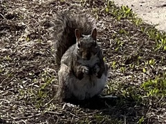 Sciurus carolinensis