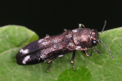 Agrilus subcinctus
