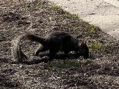 Sciurus carolinensis
