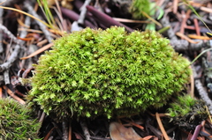 Plenogemma phyllantha