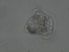 Vorticella campanula