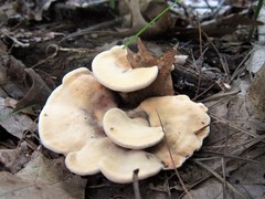 Hydnellum complicatum