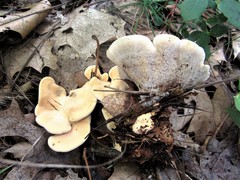 Hydnellum complicatum