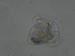 Vorticella campanula