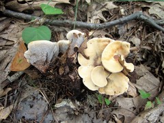 Hydnellum complicatum