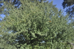 Geoffroea decorticans