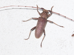 Stromatium longicorne