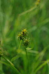 Carex flava