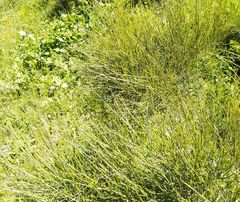 Ephedra procera