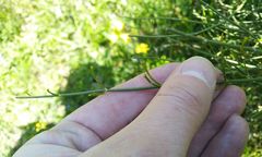 Ephedra procera