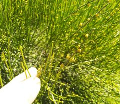 Ephedra procera