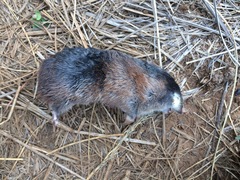 Amblysomus hottentotus