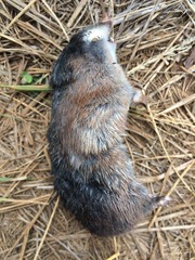 Amblysomus hottentotus