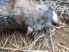 Amblysomus hottentotus
