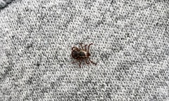 Dermacentor variabilis