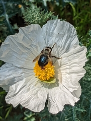 Xylocopoides