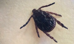 Dermacentor variabilis