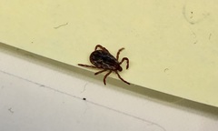 Dermacentor variabilis