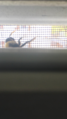 Xylocopa virginica virginica