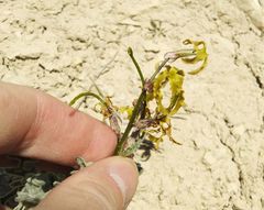 Matthiola odoratissima