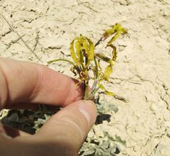 Matthiola odoratissima