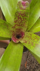 Neoregelia marmorata