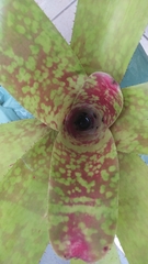 Neoregelia marmorata
