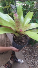 Neoregelia marmorata
