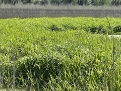 Hymenachne amplexicaulis