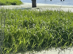 Hymenachne amplexicaulis