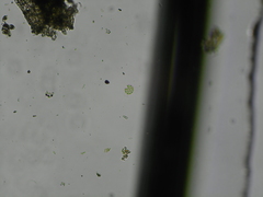 Pseudopediastrum boryanum longicorne