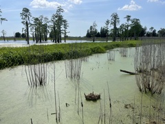 Hymenachne amplexicaulis