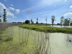 Hymenachne amplexicaulis