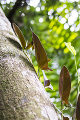 Syngonium adsettiorum