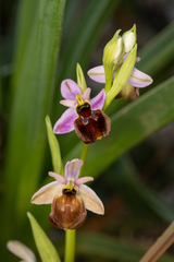 Ophrys × laconensis