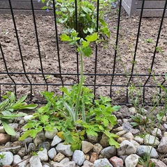 Chelidonium majus