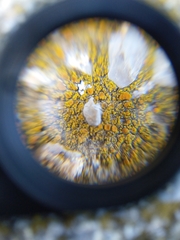Flavoplaca citrina