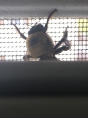 Xylocopa virginica virginica